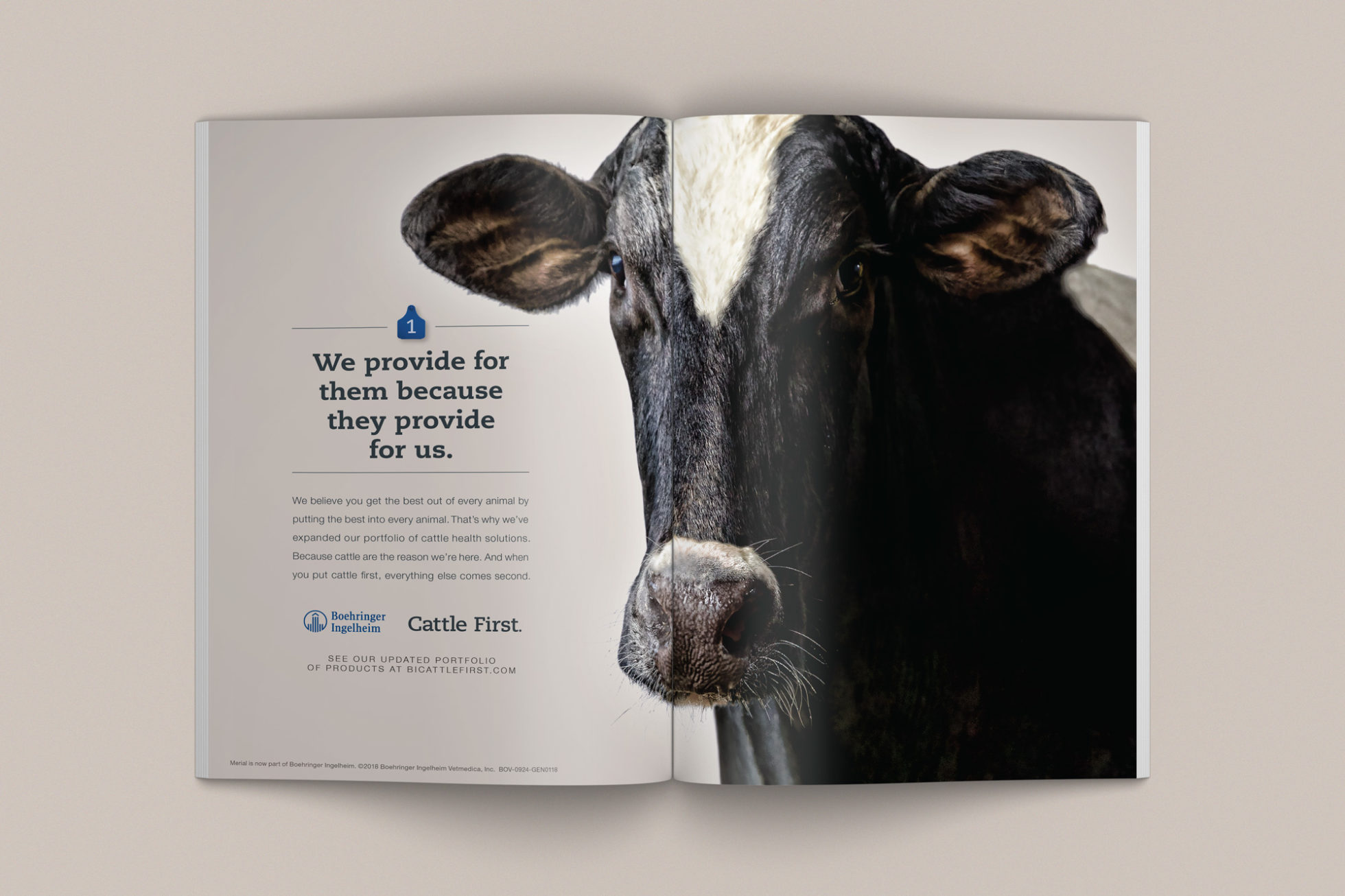 Cattle First print ad with dairy cow