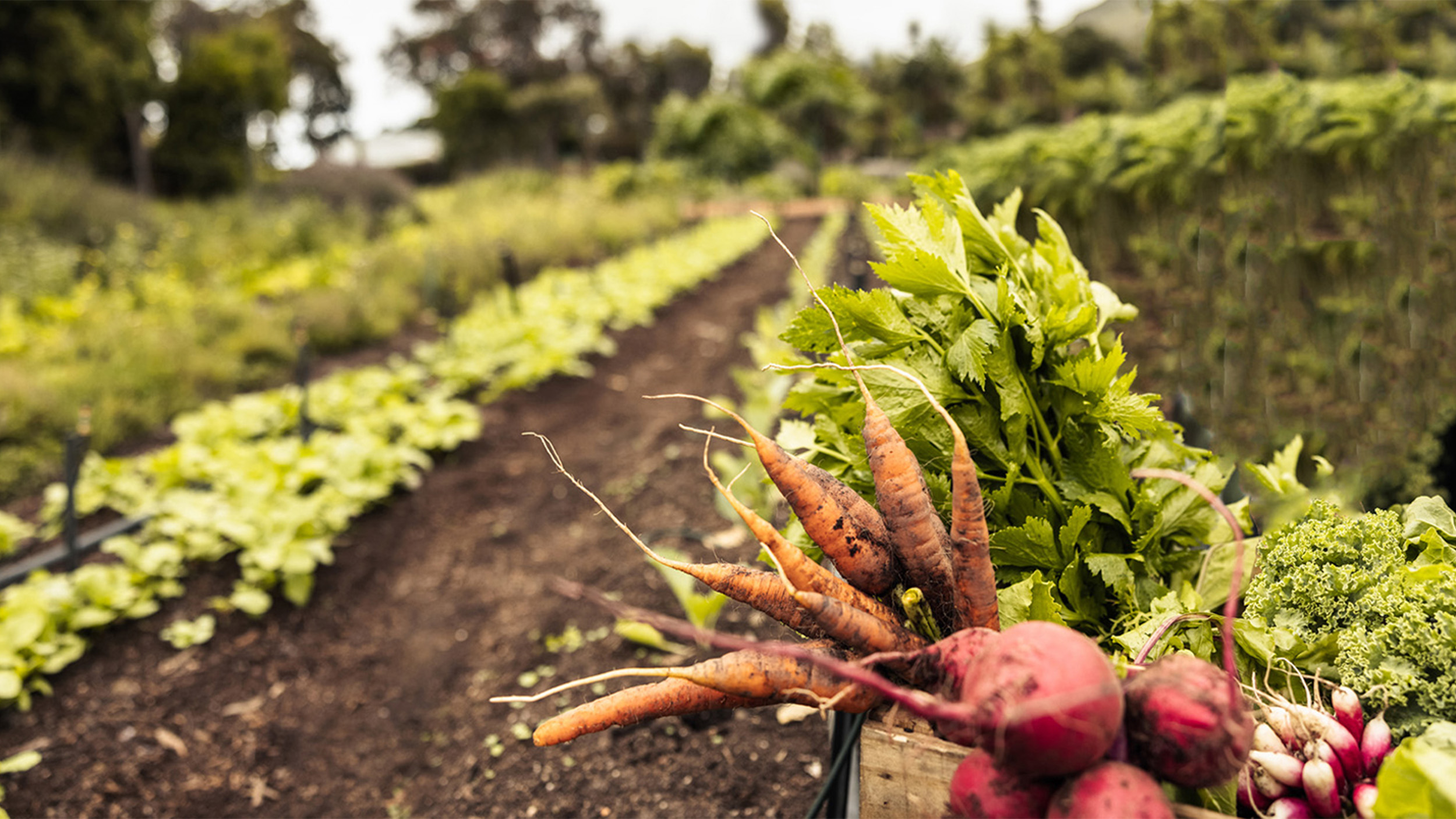 Harvested carrots and radishes in a farm